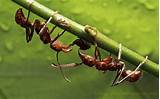 Ant Control Berkeley Pictures