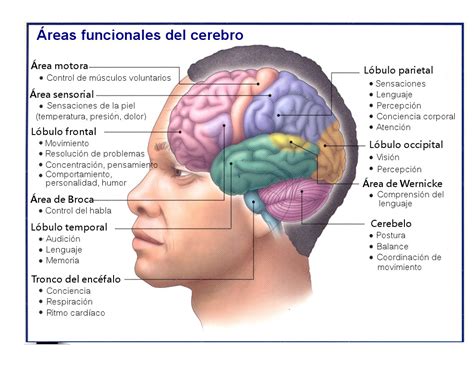 El Cerebro Y Sus Funciones YouBioit Com