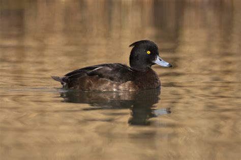 How To Identify Diving Ducks Tees Valley Wildlife Trust
