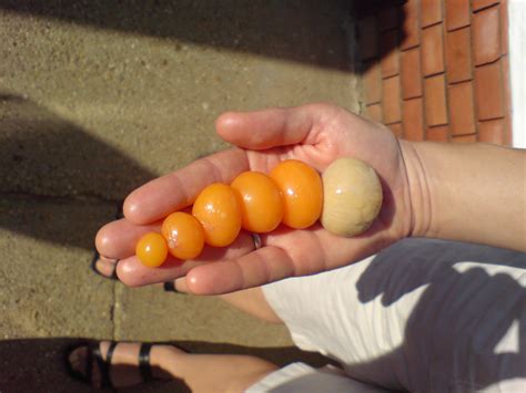 How Chicken Eggs Are Formed