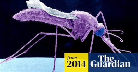 Breakthrough Made In Quest For New Malaria Drugs As Resistance Fears Grow Malaria The Guardian