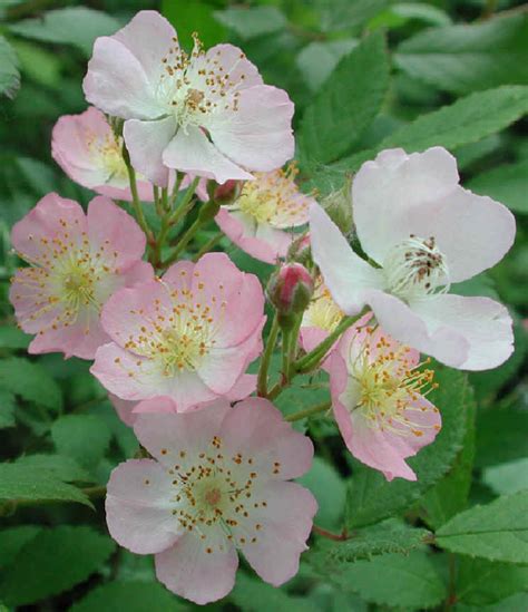 Wild Rose Small Pink Rambling Rosa Multiflora 07 Flowering Trees