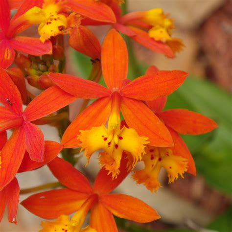 Orange Terrestrial Orange Flowers Orchids Flowers