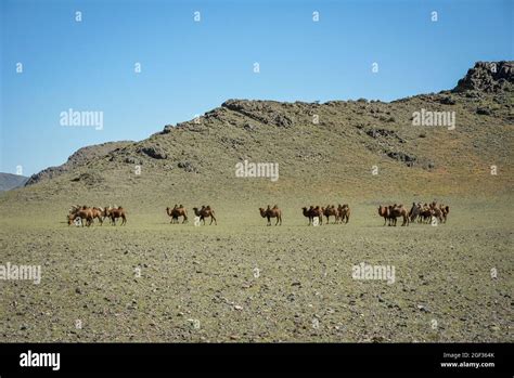 Mongolian bactrian camels heading back to the home Stock Photo - Alamy