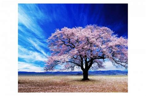 Cherry Blossom Tree Wall Art Buy Wall Art Online On Wao Wallpaper