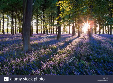 Bluebells With Sun Rays Coming Through Trees At Sunset In