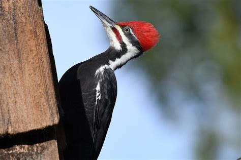 Everything You Need To Know About Woodpeckers In Pennsylvania