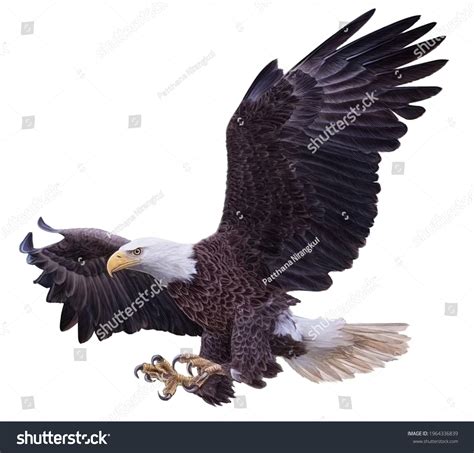 Bald Eagle Swoop Landing Attack Hand Stock Illustration 1964336839