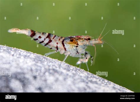 Tiger Dwarf Shrimp Caridina Mariae In Aquarium Stock Photo Alamy
