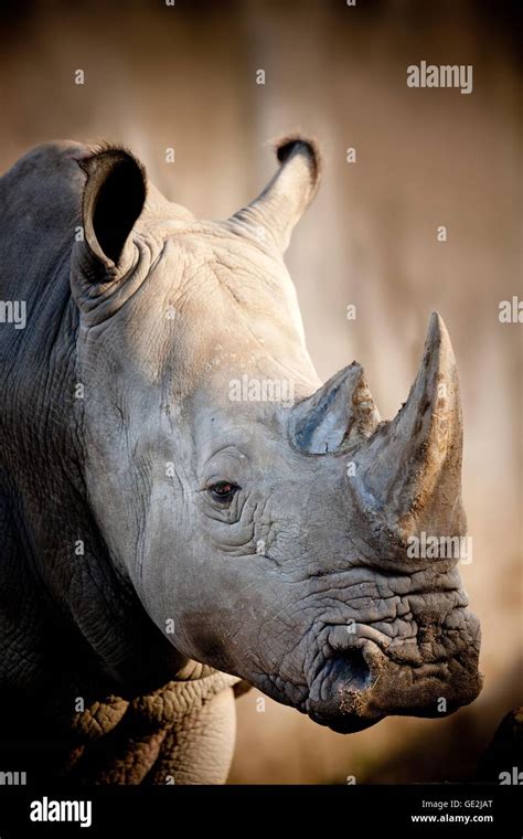 Side View Rhino Fotos Und Bildmaterial In Hoher Auflösung Alamy