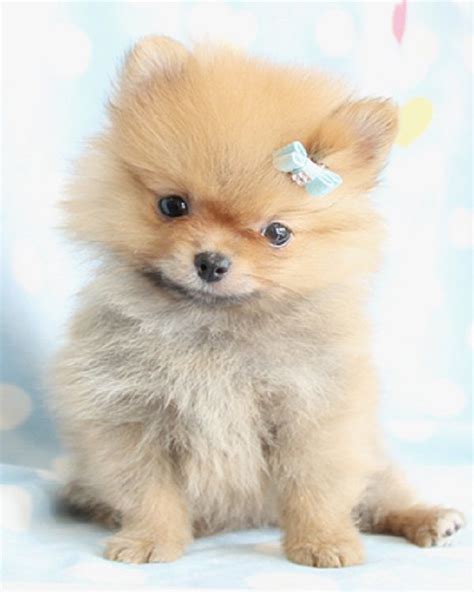 We're not a cavachon rescue. Toy Pomeranian Puppies For Sale Near Me - ToyWalls