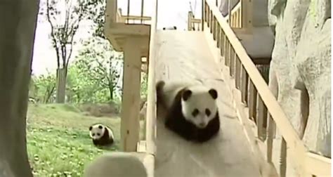 Watching These Tumbling Pandas Will Make Melt Your Heart Heart