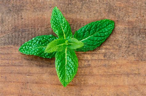 Organic Mint Herb On Wooden Background Fresh Peppermint Leaves With