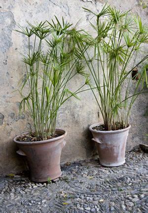 Ohne licht und regelmäßige wassergaben können pflanzen nicht überleben. Papyrus | Pflanzen, Bepflanzung, Garten anpflanzen