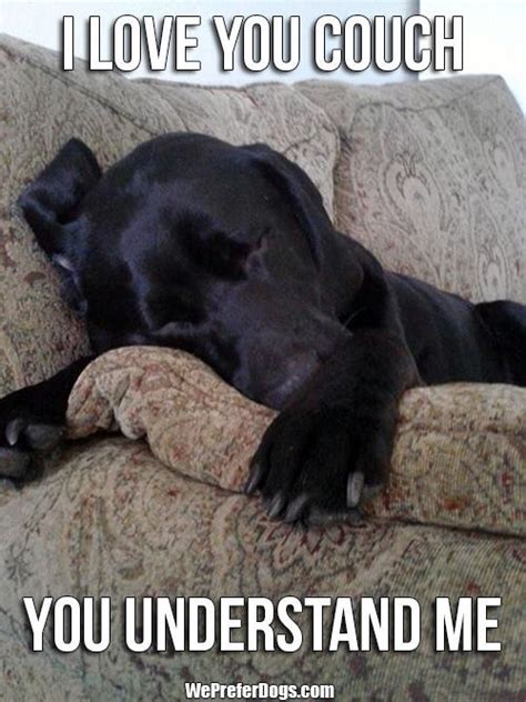 12 Best Labrador Memes Of All Time