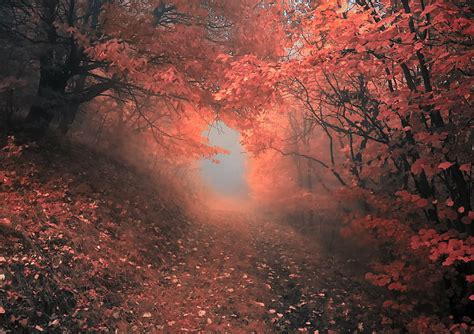 ピンクの葉の木、 秋、 森、 木、 霧、 自然、 落ち葉、 グローブ、 パス、 葉、 秋、 Hdデスクトップの壁紙 Wallpaperbetter