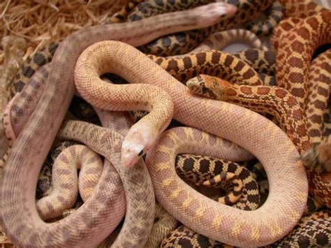 The Best Pet Snake For A Beginner Pet Snake Snake Snake Lovers