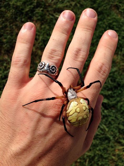Most of the species look very similar, making it difficult wolf spider identification fans. Black and Yellow Garden Spider - Argiope aurantia ...