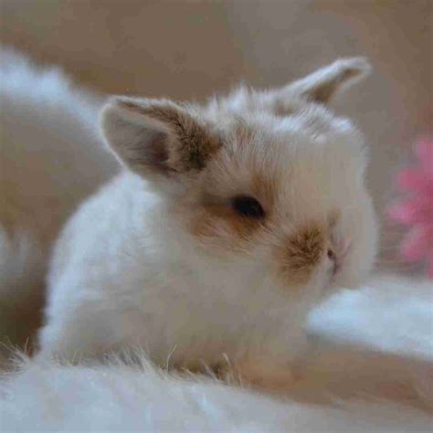 Discovering The Worlds Most Beautiful Rabbit Breeds