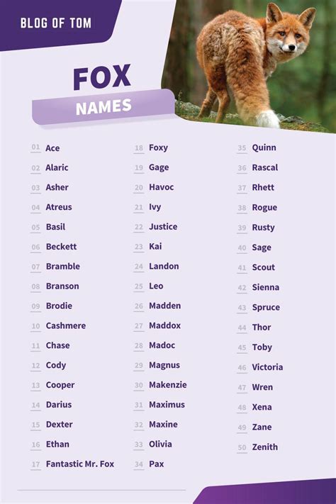 807 Fox Names Best Cute And Cool Ideas For 2023