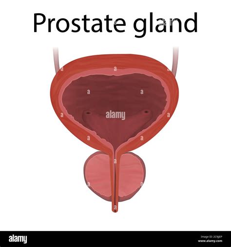 Bladder And Prostate Cut Out Stock Images And Pictures Alamy
