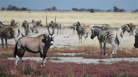 Safari Por Libre En El Parque Nacional De Etosha Namibia Con Botas Y
