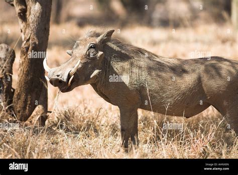 Common Warthog In South Africa Stock Photo Alamy