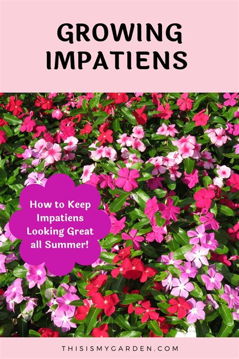 Growing Impatiens So They Look Great All Summer Long Impatiens Plant