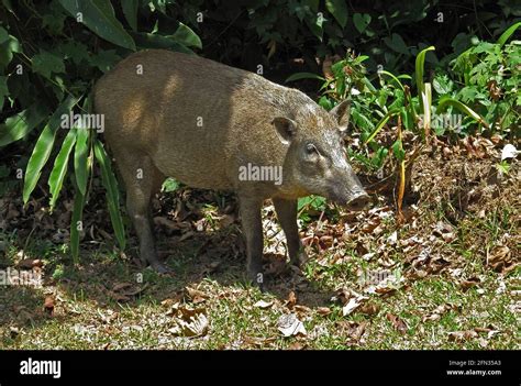 Wild Boar Sus Scrofa Vittatus Young Adult At Forest Edge Taman Negara