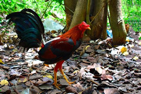 Conoce Las Mejores Razas De Gallos De Pelea Gallinas Ponedoras