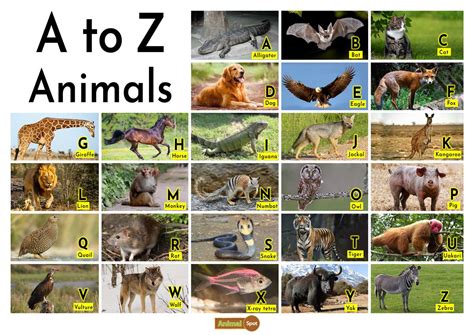 All Animals In The World A Z