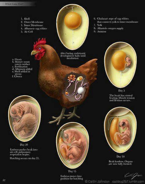 How Did The Egg Get Fertilized Infographics Raising Chickens