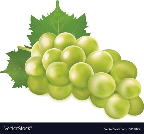 Green Grapes Bunch Royalty Free Vector Image Vectorstock