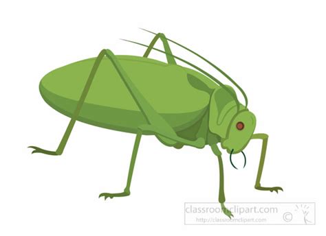 Insect Clipart Clipart True Katydid Insect Clipart 1695 Classroom