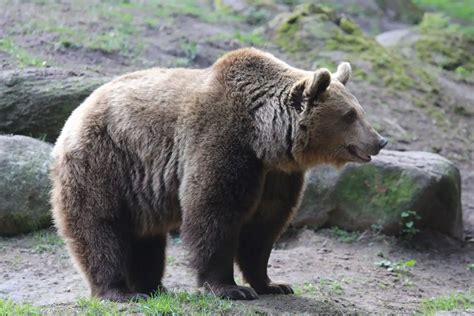 The Largest Kodiak Bear Ever Recorded And 16 Amazing Kodiak Bear Facts