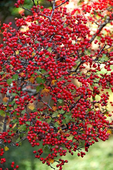 The Red Berries On A Parsley Leaved Hawthorn Tree Show From A Great Distance As The Sun Shows