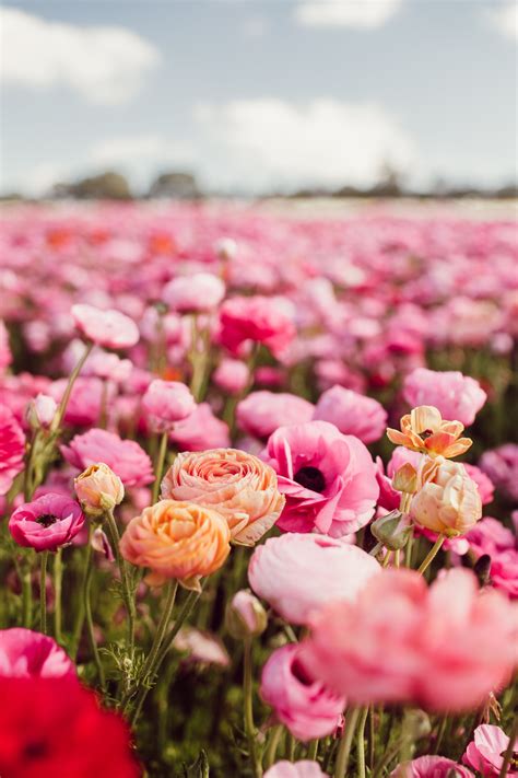 The Most Instagrammable Place In Carlsbad This Flower Field Is Amazing