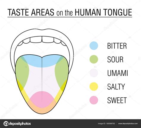 Taste buds are located around the small structures on the upper surface of the tongue called papillae. Anatomy Of A Taste Bud - Anatomy Drawing Diagram