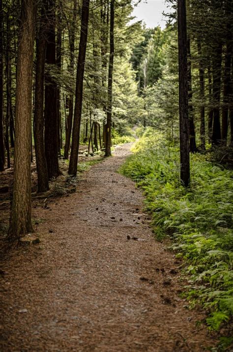Forest Trail Stock Photo Image Of Hiking Trail Dense 43032404