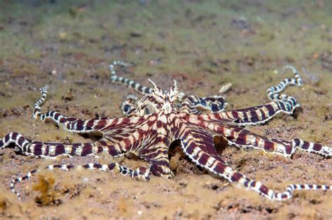 Discover The Mimic Octopus The Ultimate Disguise Artist A Z Animals