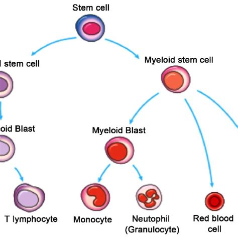 Steps Of Forming Blood Cells From Stem Cells Download Scientific Diagram