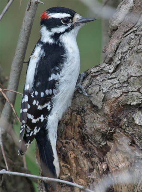 Capt Mondo's Photo Blog » Downy Woodpecker