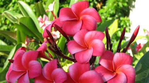 Daca aceste mesaje, urari, felicitari de florii avand de a face cu oameni dragi ce poarta un nume de floare nu iti par destul de frumoase sau inedite, iti recomand sa iti arunci privirea si gandurile peste. Cele mai frumoase MESAJE DE FLORII pe care le puteti ...