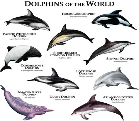 Dolphins Of The World Photograph By Roger Hall Pixels