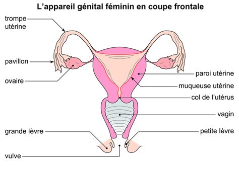 Image 5stv0205 Lappareil Génital Féminin En Coupe Frontale Base