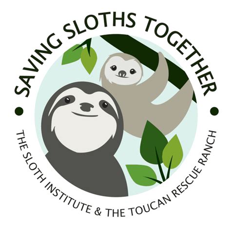 Slothy Sunday An Update On Our Sloth Release Program Saving Sloths