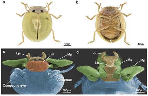 Insects Free Full Text The Microscopic Morphology Of Mouthparts And