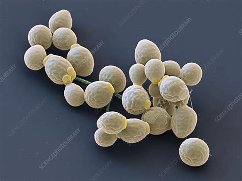 Candida Albicans Yeast Cells Sem Stock Image C0491550 Science
