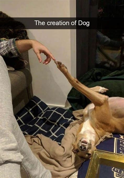 166 Hilarious Dog Snapchats That Are Impawsible Not To Laugh At Part 2