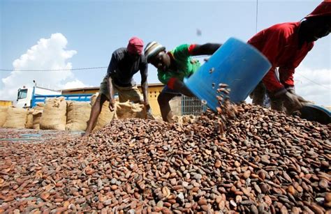 Ivory Coast Launches Reforms Aimed At Saving Indigenous Cocoa Exporters
